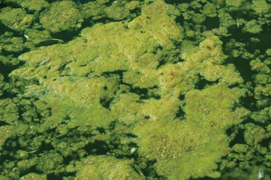 algae