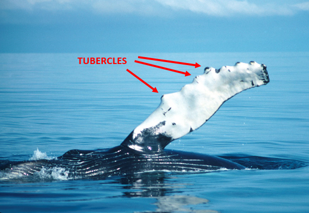 turbine