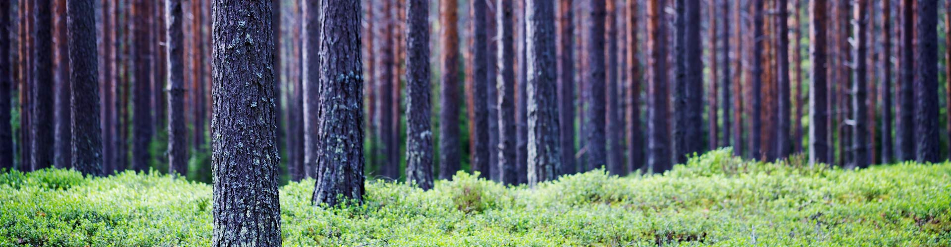 bioenergy