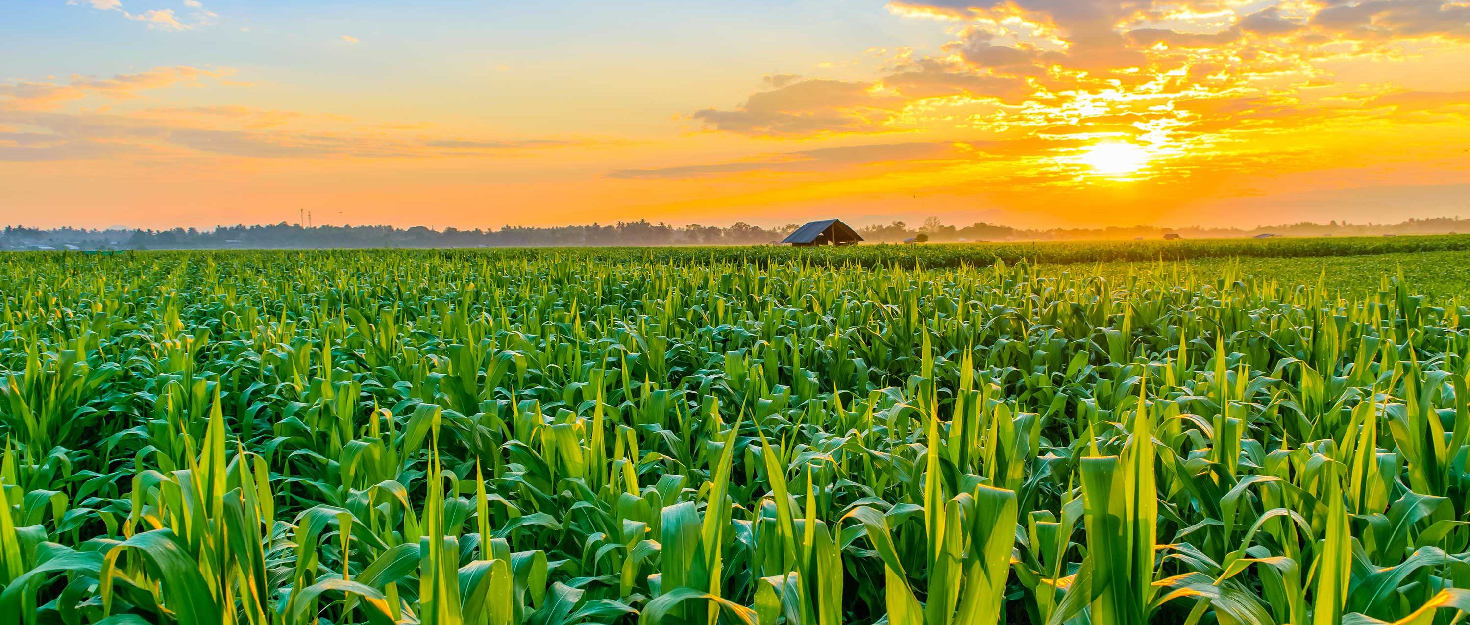 bioenergy