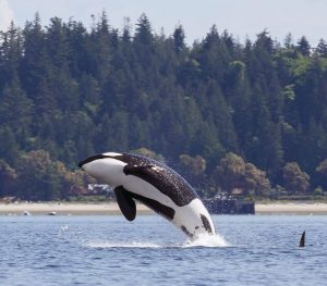 killer whales